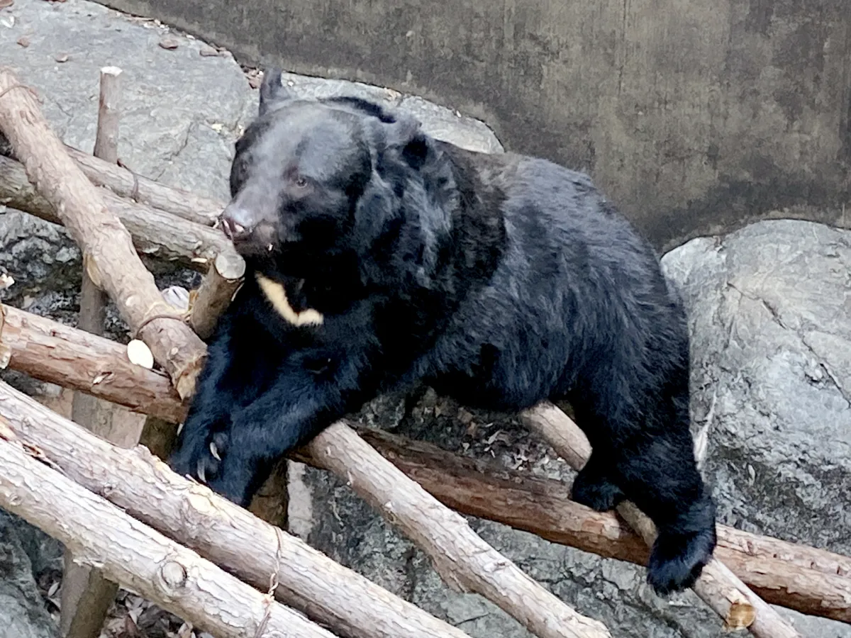 和歌山県に熊はいるの？最新の目撃情報と共存のためにできること